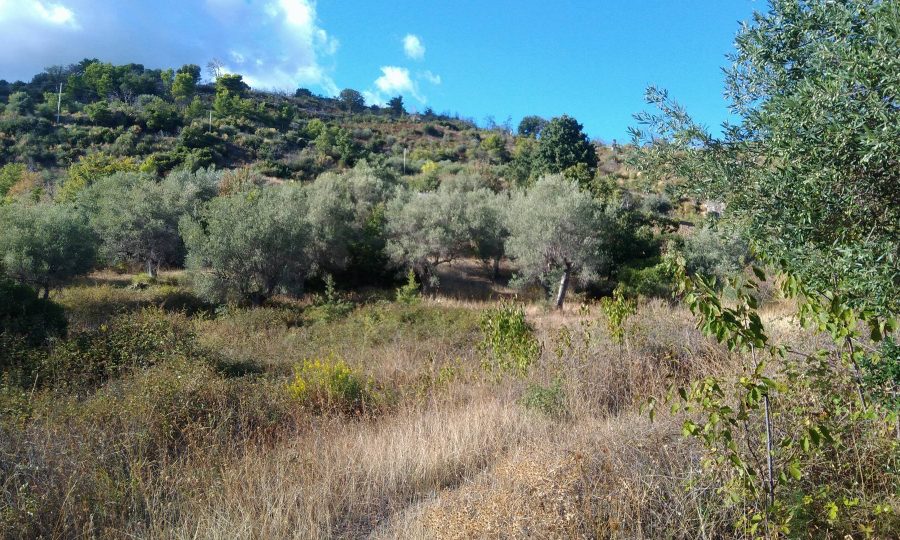 Terreno agricolo con casa ed ulivi secolari a Castroregio (CS)